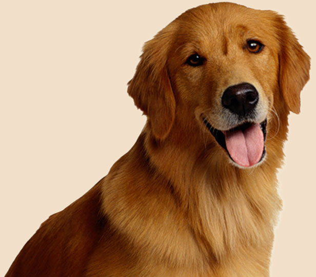 Ima-1-Pet-Ma